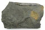 Fossil Belemnite (Acrocoelites) Rostrum - Germany #354199-1